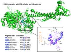 Figure 31.
