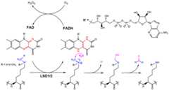 Figure 27.