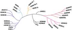 Figure 25.