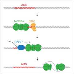 graphic file with name nihms-731252-f0001.jpg