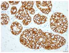 Fig 11