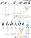 Evolution of the avian central nervous system and bony palate