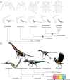 Evolution of the avian pectoral girdle and postcranial skeletal pneumaticity