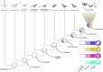 Phylogeny of bird-line archosaurs and the hierarchical evolutionary acquisition