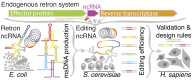 Graphical Abstract