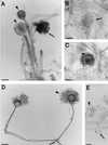 FIG. 18