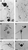 FIG. 12