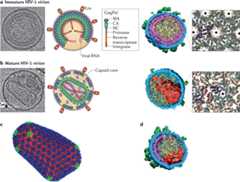 Figure 5 |