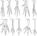 graphic file with name JOA-236-772-g011.jpg