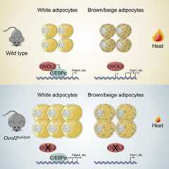 graphic file with name nihms-1842509-f0008.jpg