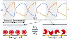 graphic file with name nihms-1590811-f0001.jpg