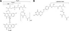 FIG 1