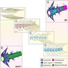 graphic file with name nihms-1594689-f0001.jpg