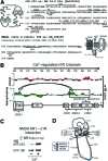 <b>FIG. 1.</b>