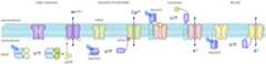 Figure 24