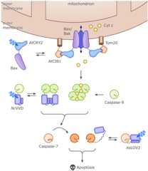 Figure 23