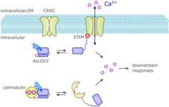 Figure 20