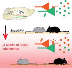 graphic file with name nihms-1841034-f0001.jpg