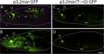 Figure 4—figure supplement 1.