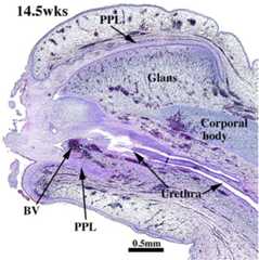 Figure 20.