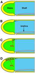 Figure 10.