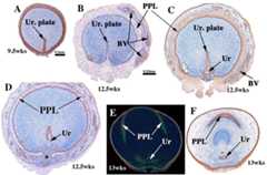 Figure 22.