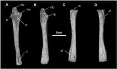 Fig 25