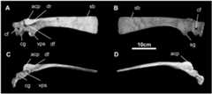 Fig 22