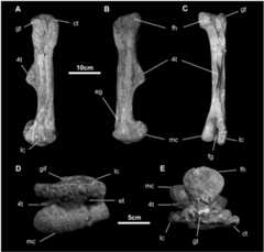 Fig 29