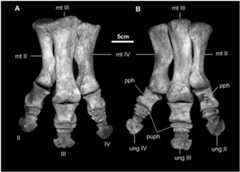 Fig 31