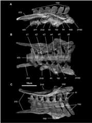 Fig 20