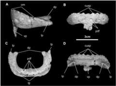 Fig 14