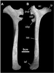 Fig 27