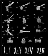 Fig 21