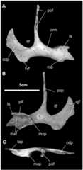 Fig 6
