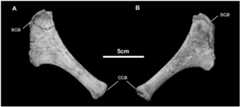 Fig 23