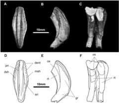 Fig 17