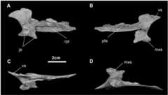 Fig 12