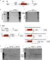 Figure 4—figure supplement 1.
