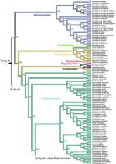 graphic file with name figure4c1.jpg