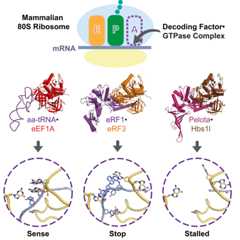 graphic file with name fx1.jpg