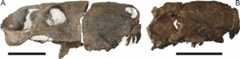 Figure 71