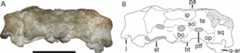 Figure 35