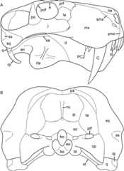 Figure 55