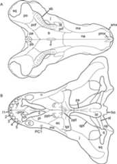 Figure 38