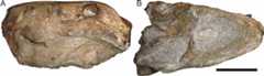 Figure 61