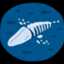 balaenoptera
