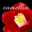 camellia1977