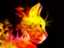 catfire catfire