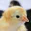 chick307